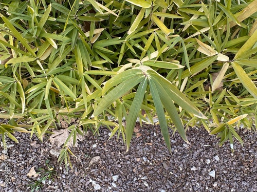 Pygmy bamboo fresh and green leaves park ornamental plant. Close-up. Pleioblastus pygmaeus distichus. Pleioblastus is an East Asian genus of monopodial bamboos in the grass family Poaceae.
 photo