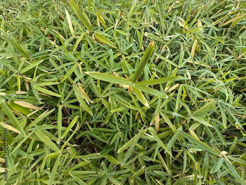 Pygmy bamboo fresh and green leaves park ornamental plant. Close-up. Pleioblastus pygmaeus distichus. Pleioblastus is an East Asian genus of monopodial bamboos in the grass family Poaceae.
 photo