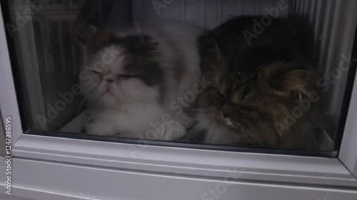 GROOMING CATS VETERINARIAN CAT