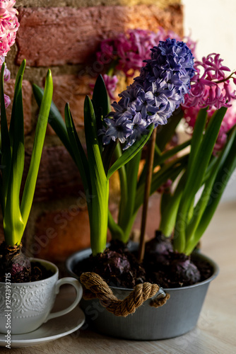 Spring floral home decor, cozy atmosphere. Bright fresh purple and pink bulbous hyacinth flowers on wooden windowsill. Springtime gardening concept. Sustainable lifestyle, earth day