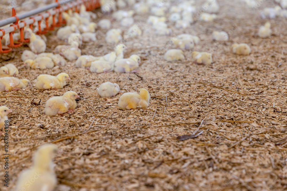 small chickens with yellow fluff in the large hall of the poultry farm small chickens with yellow fluff in the large hall of the poultry farm