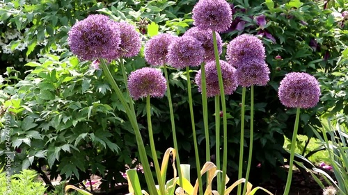 Purple allium flowers blooming in garden