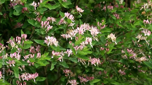 Honeysuckle bush swaying in the wind on a sunny spring day