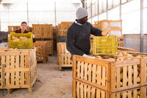 Portrait of african male farmer sorting fresh pumpkins in crates at farm warehouse photo