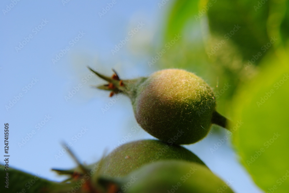 A green apple is sitting on a tree branch A green apple is sitting on a tree branch