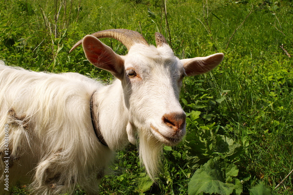 Fototapeta premium A goat with a black collar is standing in a field of grass