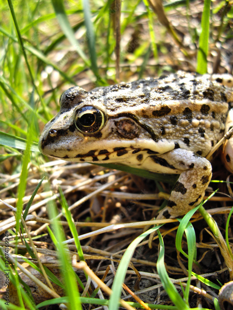 A frog is standing in the grass A frog is standing in the grass