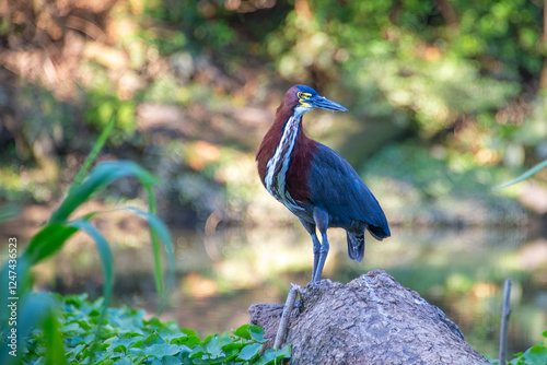 rufescent tiger heron (Tigrisoma lineatum) at a swamp at reserva ecologica costanera norte nature reserve, Buenos Aires, Argentina