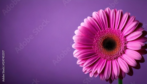 festive, greeting card, birthday, purple gerbera flowers on a purple background