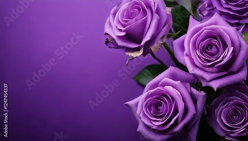 Obraz na płótnie festive, greeting card, birthday, wedding, purple rose flowers on a purple background w salonie