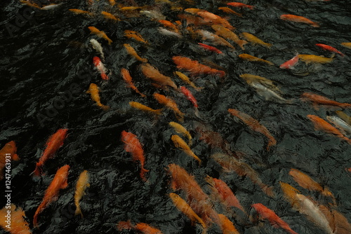japanese koi fish in pond
