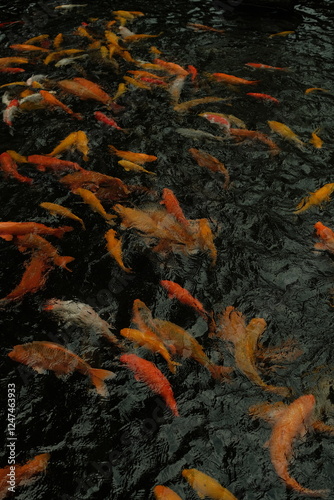 koi fish swimming in a pond