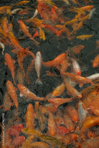 koi fish swimming in the pond