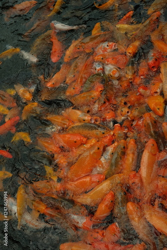 japanese koi fish in the pond
