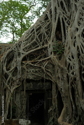 Ta Prohm Temple with Roots Growing over Temple