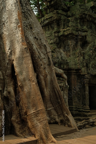 Angkor Wat Cambodia Temple with Tree