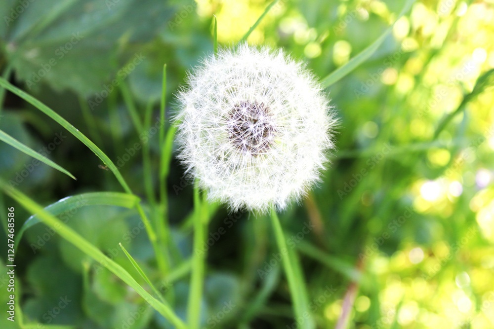 Fototapeta premium dandelion on green grass