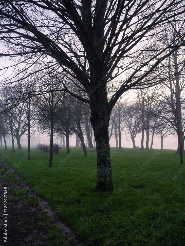 Winter town park in fog. Cool surreal look. Trees are without leaf and green lawn. Winter town park in fog. Cool surreal look. Trees are without leaf and green lawn.
