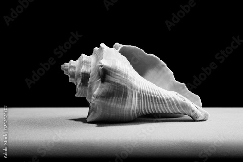 seashell in black and white