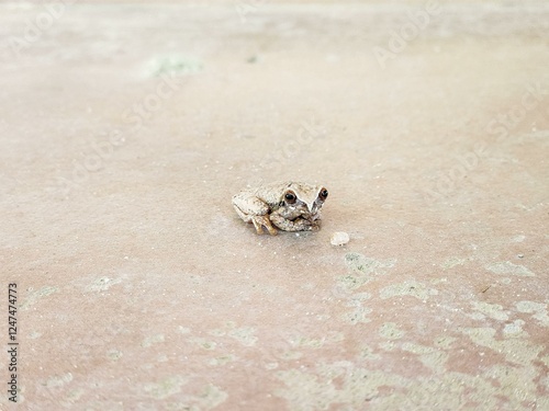 A small, camouflaged, big-eyed frog