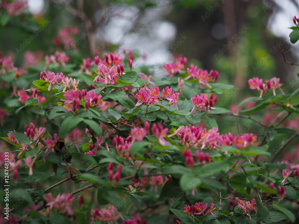 Spring flowering plants Spring flowering plants