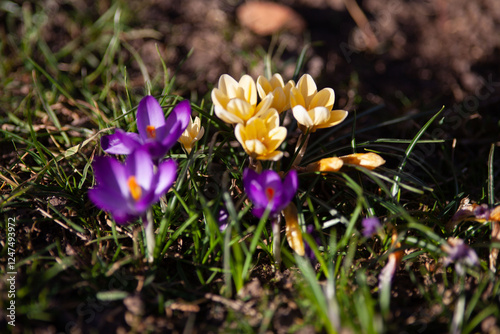 Krokus im Frühling im Blumenbeet