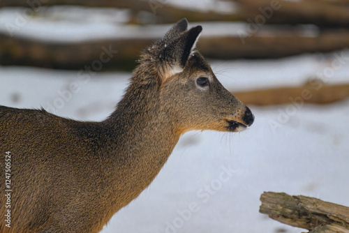 1 of 4 in a series of a Whitetail Doe sticking out her tongue licking while eating in our yard in Windsor in Upstate NY.  Cute deer sticking its tongue out.   Photo series. photo