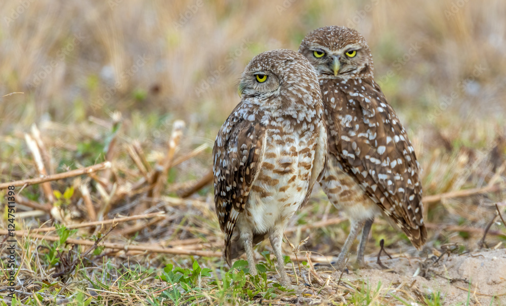 burrowing owls in Florida Cape Coral burrowing owls in Florida Cape Coral