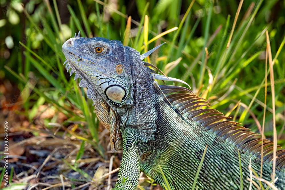 large green iguana in the wild large green iguana in the wild