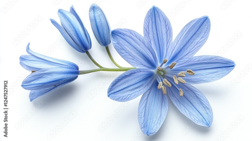 Fototapeta premium Blue spring flowers isolated on white; floral design