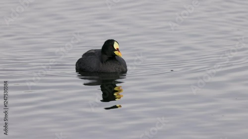 a high frame rate tracking clip of a red-gartered coot swimming at laguna nimez reserve at el calafate in argentina