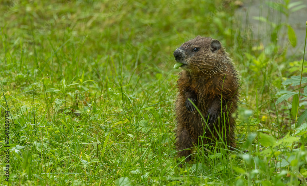 Fototapeta premium cute marmot woodchuck in tall grass
