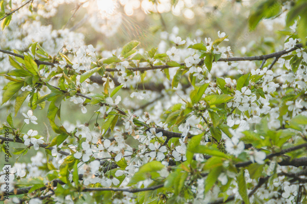 blooming tree in the park in prague czech republic in spring with sunlight and white flowers blooming tree in the park in prague czech republic in spring with sunlight and white flowers