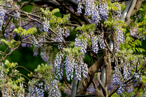 Purple Wisteria Flowers, Inniswood Metro Gardens, Westerville, Ohio photo