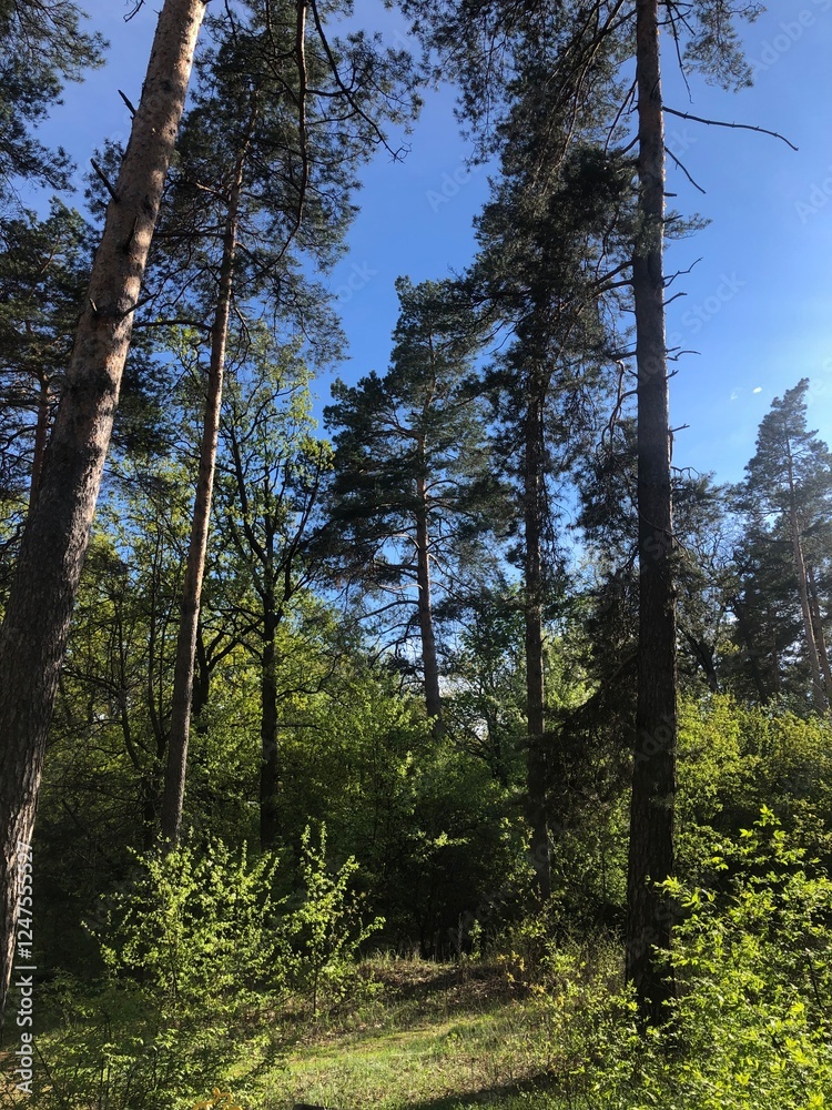 A lush green forest with tall trees reaching towards the bright blue sky on a sunny day. Sunlight filters through the leaves, creating a peaceful and refreshing natural scene. A lush green forest with tall trees reaching towards the bright blue sky on a sunny day. Sunlight filters through the leaves, creating a peaceful and refreshing natural scene.