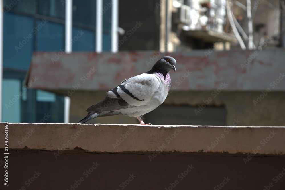 Fototapeta premium pigeon on a wire