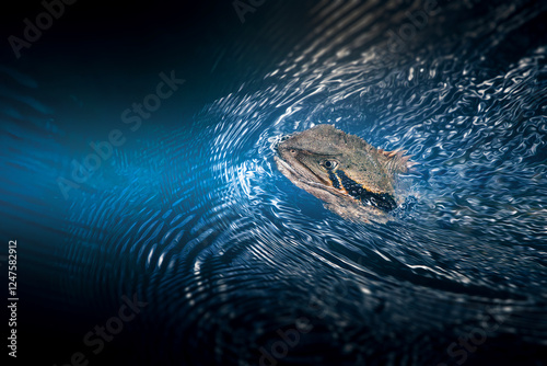 The Eastern Water Dragon or Intellagama lesueurii is a fascinating reptile native to eastern Australia, here we see the dragon swimming. photo