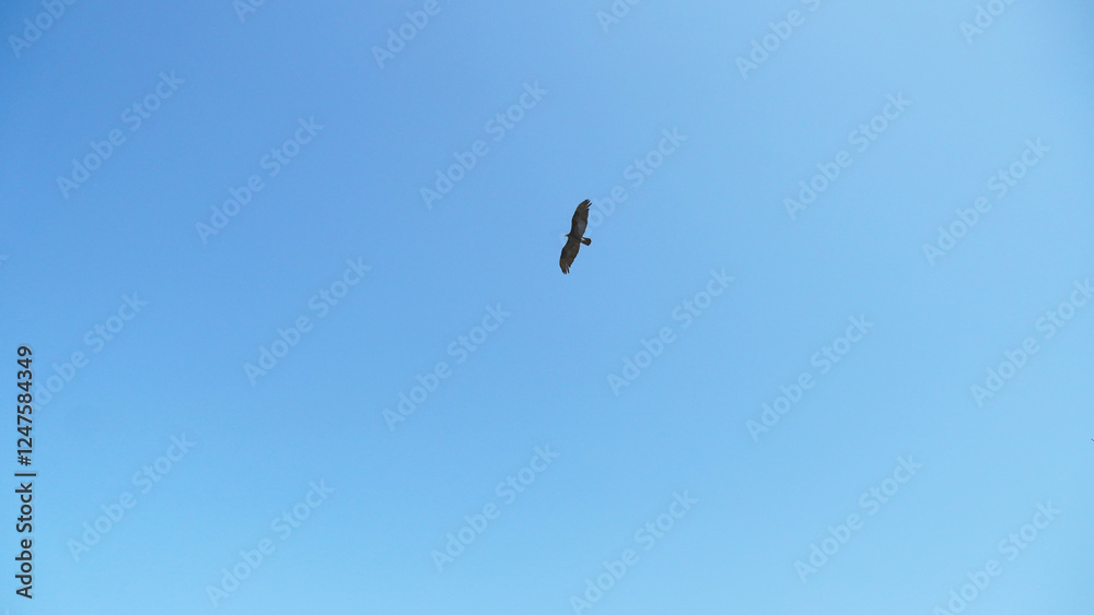 carrion bird flying on a blue and clear sky carrion bird flying on a blue and clear sky