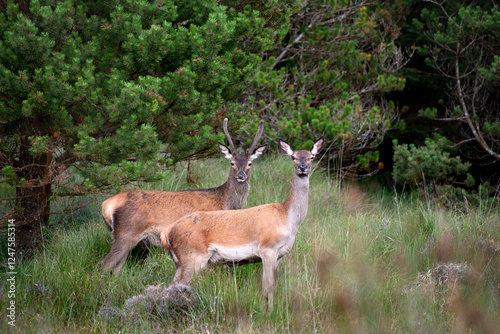 Wild Deer in the forest in Co Wicklow, Ireland