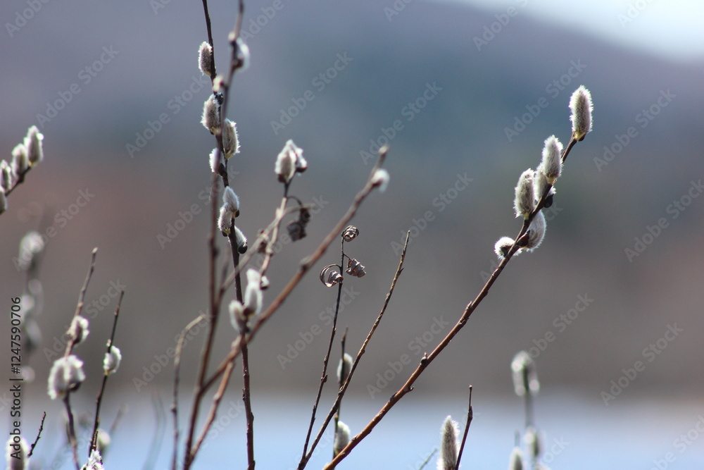 branches in spring