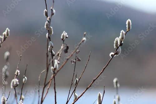Obraz na płótnie branches in spring w salonie
