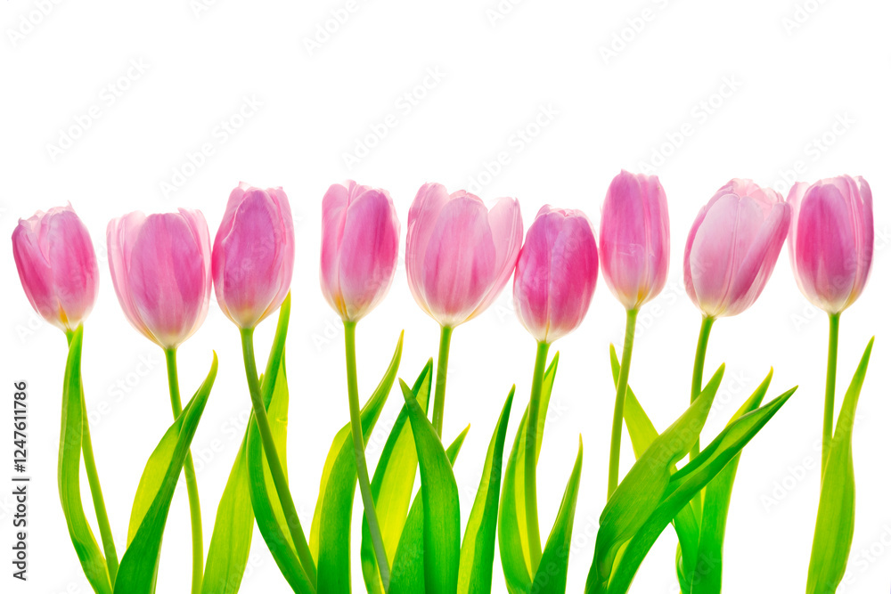 Fototapeta premium tulips row isolated on white background.Flower Card Mockup. Row of Pink Tulips with Green Leaves. Beautiful spring flowers in soft pastel pink and purple tones 