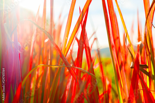 Imperata cylindrica Red Baron.Japanese blood grass.Vibrant Red Grass Blades in Natural Light. Cereal background wallpaper in the sun. Grass texture in red tones.Red grass in the design garden.Cereals photo