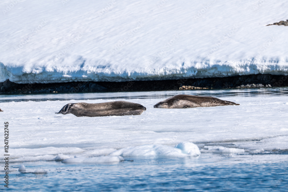 Obraz premium Weddell seal (Leptonychotes weddellii) in Antarctica. South Pole.