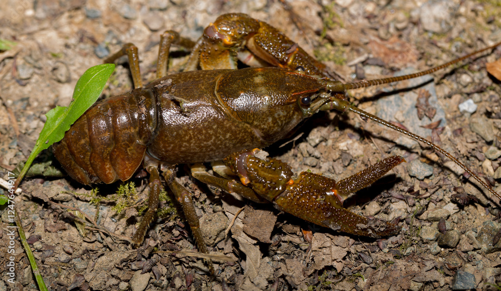 Astacus astacus, the European, noble, or broad-fingered crayfish. A female arthropod. Astacus astacus, the European, noble, or broad-fingered crayfish. A female arthropod.
