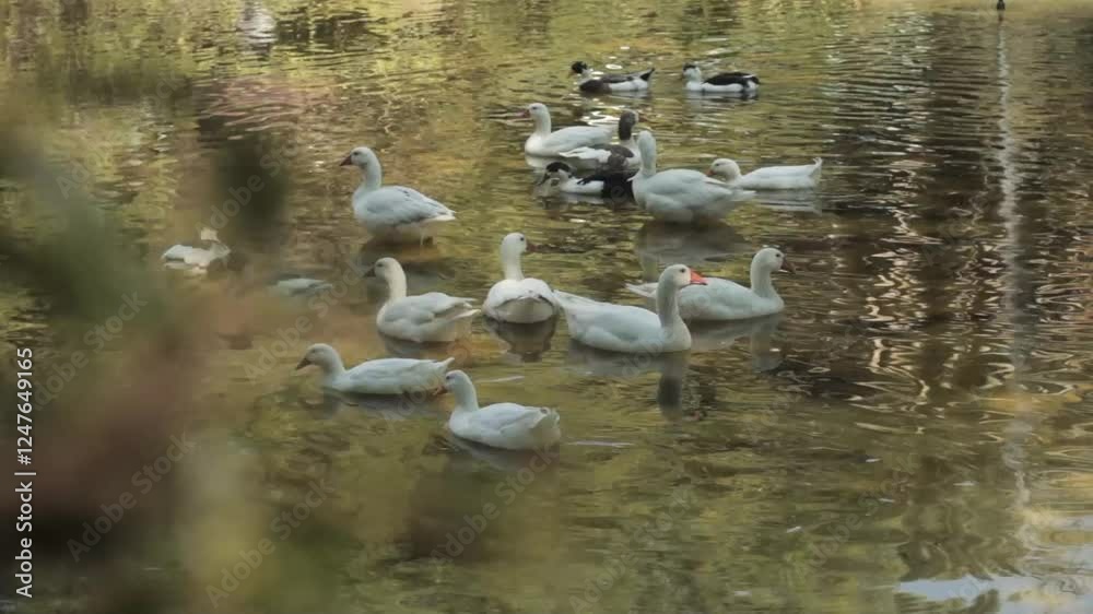 Grupo de patos flotando y nadando en el agua del estanque, en día soleado de primavera.