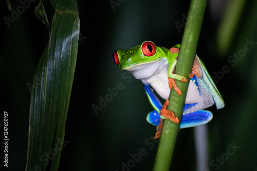 Red eyed tree frog on a green stick tree branch in Costa Rica (Agalychnis callidryas)