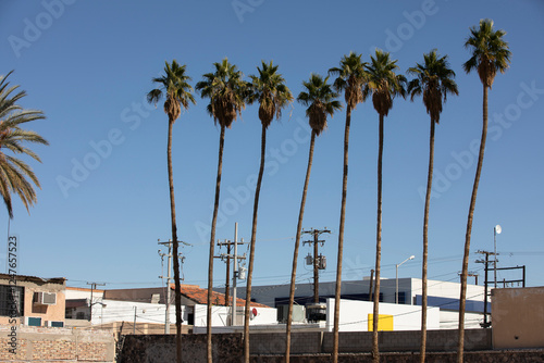 Palm trees frame the downtown central area of San Luis Río Colorado, Sonora, Mexico. photo