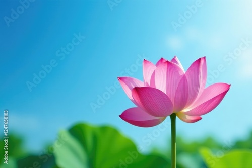 Delicate lotus petals unfolding on a serene blue sky background, lotus flower, serene landscape