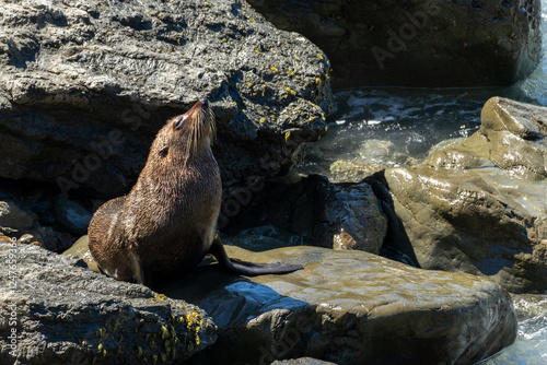 New Zealand Fur Seal on Rocks
